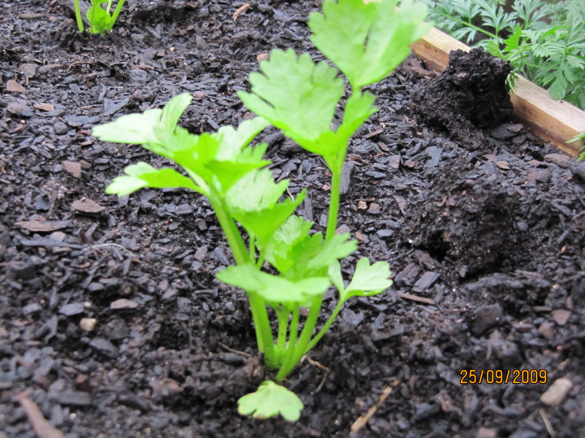 celery seedlings newborns